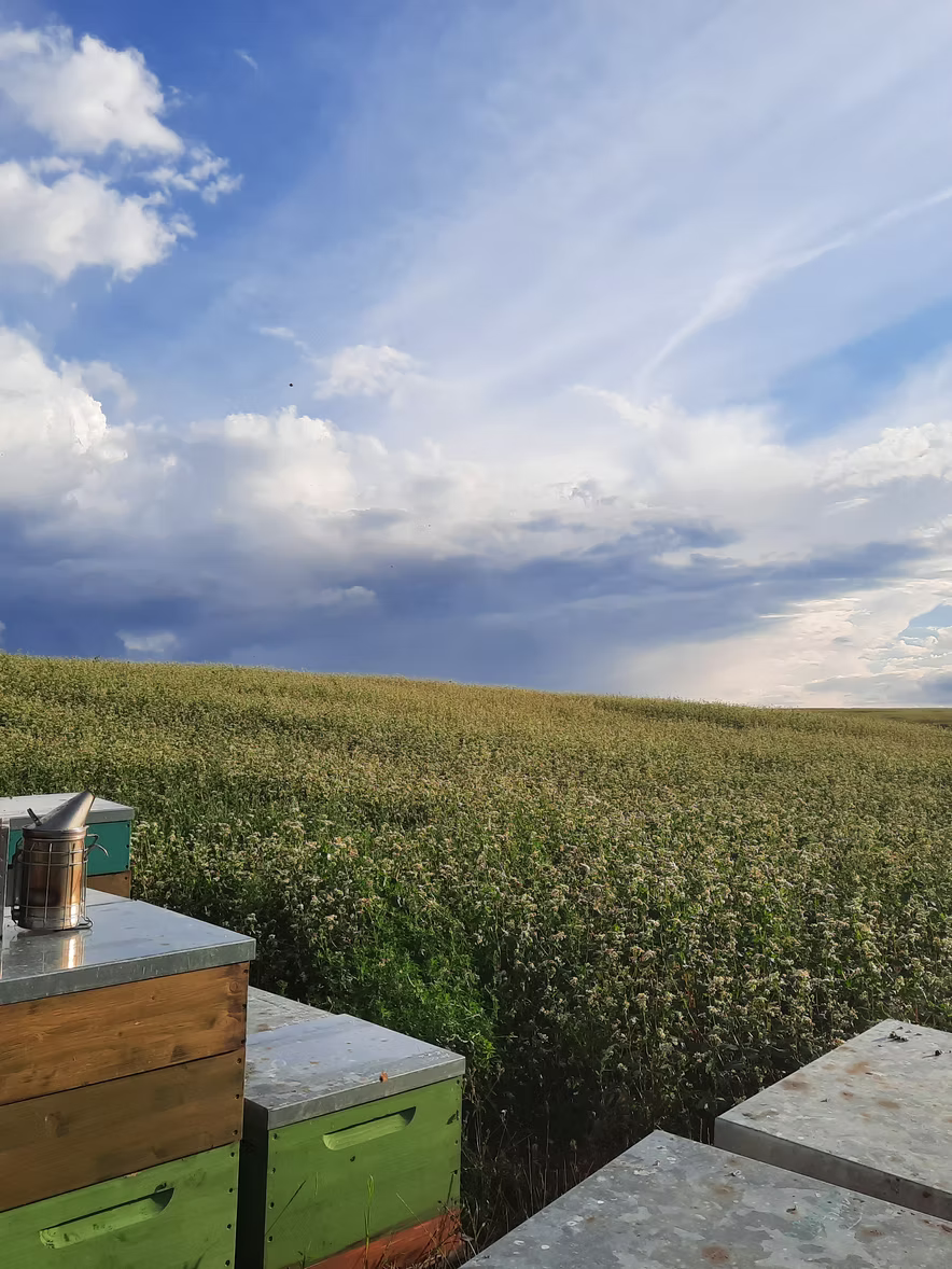 Aussicht mit Bienen