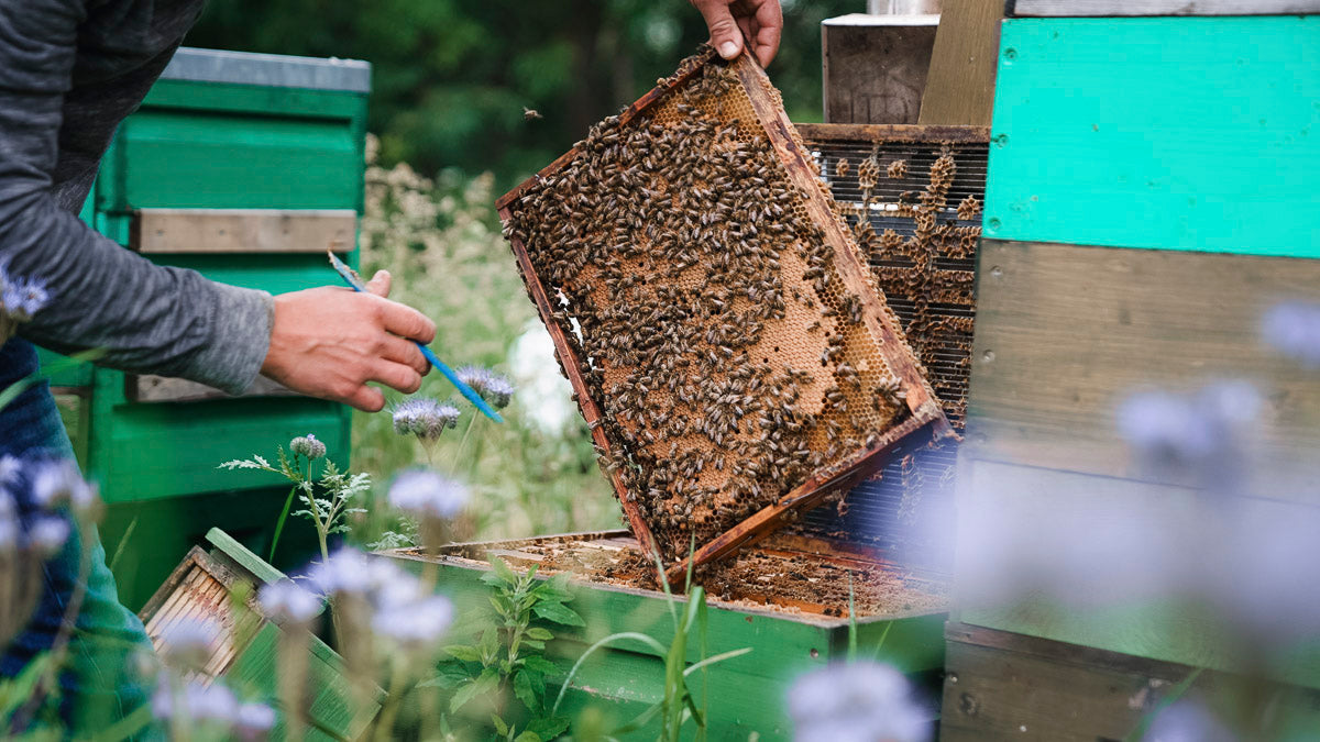Wir lieben unsere Bienen und unseren Honig, genau in dieser Reihenfolge!
